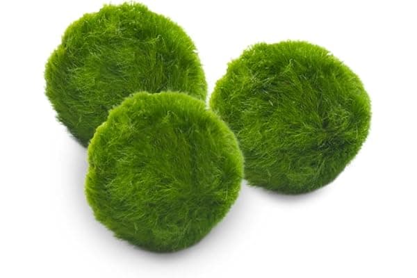 Marimo Set sfuso diametro 2-3 cm - Originale e Certificato - Solo Marimo (3)